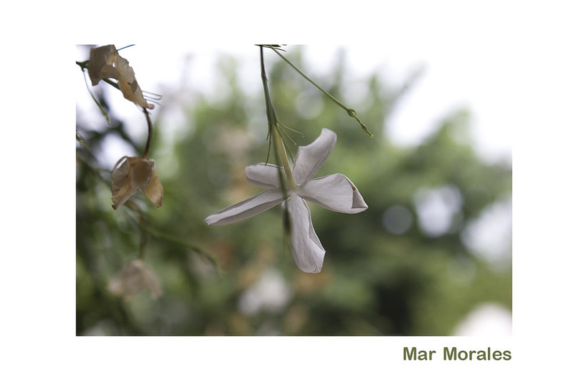 20673252913 d1d29baa0e c