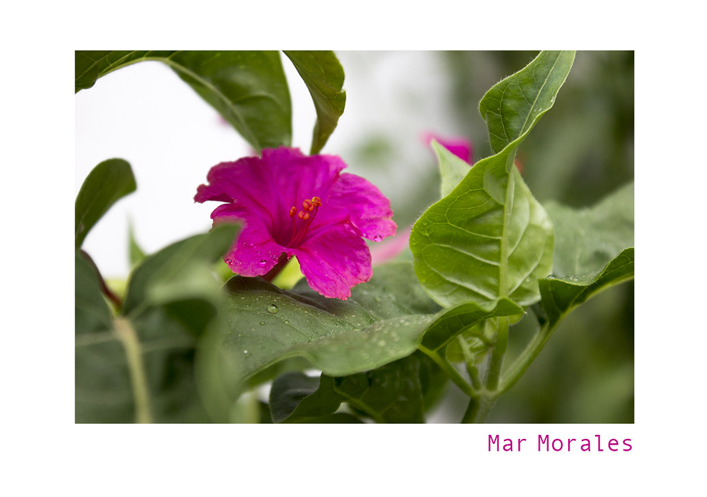 21106262330 35c4acf76f b